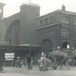 Olifanten lopen van de dokken langs Kings Cross station op weg naar ZSL London Zoo, september 1927